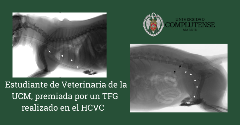 Estudiante premiada por un TFG realizado en el HCVC.
